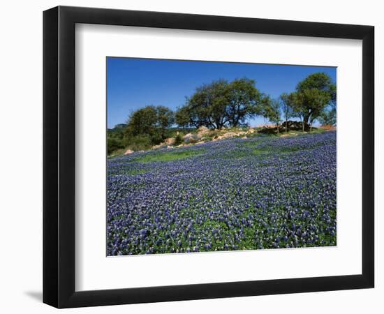 Bluebonnets, Hill Country, Texas, USA-Dee Ann Pederson-Framed Photographic Print