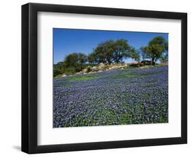 Bluebonnets, Hill Country, Texas, USA-Dee Ann Pederson-Framed Photographic Print