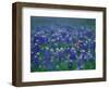 Bluebonnets, Hill Country, Texas, USA-Dee Ann Pederson-Framed Photographic Print