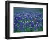 Bluebonnets, Hill Country, Texas, USA-Dee Ann Pederson-Framed Photographic Print