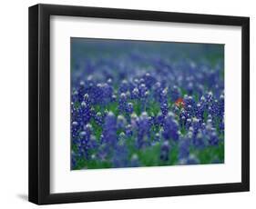 Bluebonnets, Hill Country, Texas, USA-Dee Ann Pederson-Framed Photographic Print