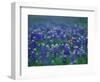 Bluebonnets, Hill Country, Texas, USA-Dee Ann Pederson-Framed Photographic Print