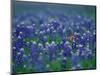 Bluebonnets, Hill Country, Texas, USA-Dee Ann Pederson-Mounted Photographic Print