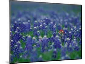 Bluebonnets, Hill Country, Texas, USA-Dee Ann Pederson-Mounted Photographic Print