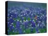 Bluebonnets, Hill Country, Texas, USA-Dee Ann Pederson-Stretched Canvas