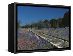 Bluebonnets, Hill Country, Texas, USA-Dee Ann Pederson-Framed Stretched Canvas