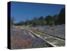 Bluebonnets, Hill Country, Texas, USA-Dee Ann Pederson-Stretched Canvas