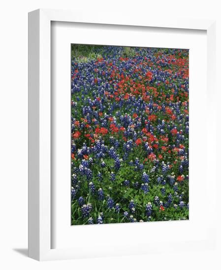 Bluebonnets, Hill Country, Texas, USA-Dee Ann Pederson-Framed Photographic Print