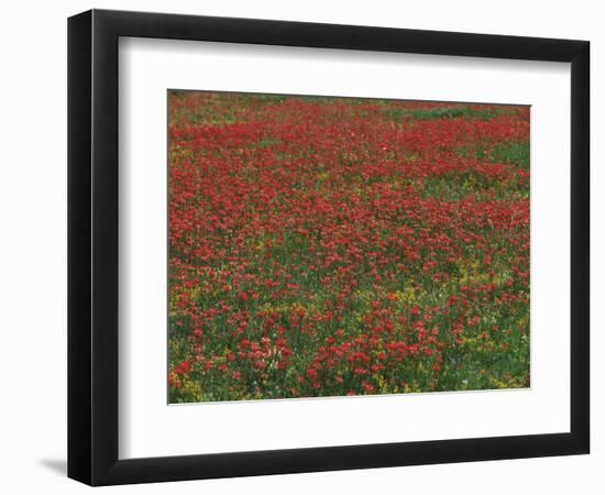 Bluebonnets, Hill Country, Texas, USA-Dee Ann Pederson-Framed Photographic Print