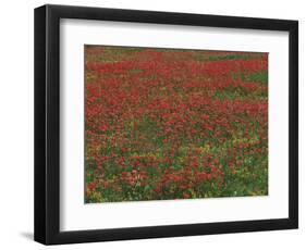 Bluebonnets, Hill Country, Texas, USA-Dee Ann Pederson-Framed Photographic Print