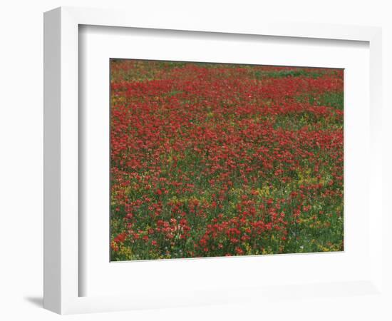 Bluebonnets, Hill Country, Texas, USA-Dee Ann Pederson-Framed Photographic Print