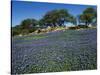 Bluebonnets, Hill Country, Texas, USA-Dee Ann Pederson-Stretched Canvas