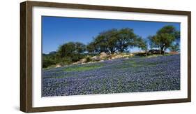 Bluebonnets, Hill Country, Texas, USA-Dee Ann Pederson-Framed Photographic Print