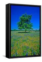 Bluebonnets in bloom with tree on hill, Spring Willow City Loop Road, TX-null-Framed Stretched Canvas