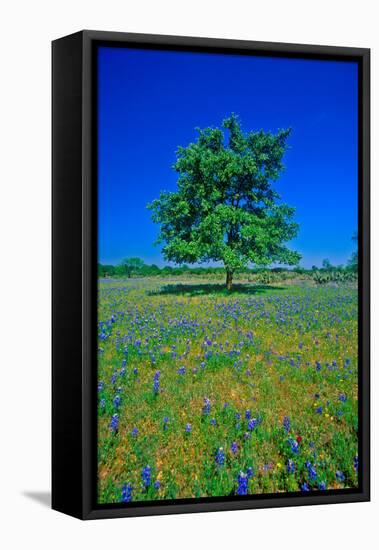 Bluebonnets in bloom with tree on hill, Spring Willow City Loop Road, TX-null-Framed Stretched Canvas