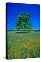 Bluebonnets in bloom with tree on hill, Spring Willow City Loop Road, TX-null-Stretched Canvas