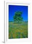 Bluebonnets in bloom with tree on hill, Spring Willow City Loop Road, TX-null-Framed Photographic Print