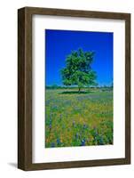 Bluebonnets in bloom with tree on hill, Spring Willow City Loop Road, TX-null-Framed Photographic Print