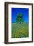 Bluebonnets in bloom with tree on hill, Spring Willow City Loop Road, TX-null-Framed Photographic Print