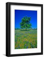 Bluebonnets in bloom with tree on hill, Spring Willow City Loop Road, TX-null-Framed Photographic Print