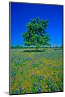 Bluebonnets in bloom with tree on hill, Spring Willow City Loop Road, TX-null-Mounted Photographic Print