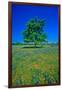 Bluebonnets in bloom with tree on hill, Spring Willow City Loop Road, TX-null-Framed Photographic Print