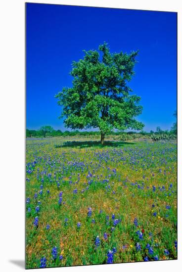 Bluebonnets in bloom with tree on hill, Spring Willow City Loop Road, TX-null-Mounted Premium Photographic Print