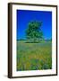 Bluebonnets in bloom with tree on hill, Spring Willow City Loop Road, TX-null-Framed Photographic Print