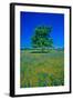 Bluebonnets in bloom with tree on hill, Spring Willow City Loop Road, TX-null-Framed Photographic Print