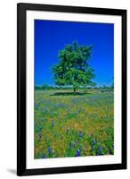 Bluebonnets in bloom with tree on hill, Spring Willow City Loop Road, TX-null-Framed Photographic Print