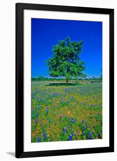 Bluebonnets in bloom with tree on hill, Spring Willow City Loop Road, TX-null-Framed Photographic Print