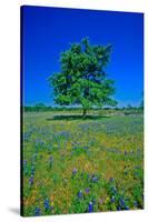 Bluebonnets in bloom with tree on hill, Spring Willow City Loop Road, TX-null-Stretched Canvas