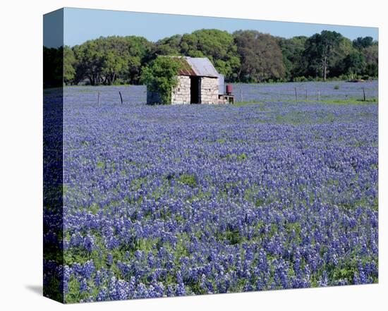 Bluebonnets Shed-Danny Burk-Stretched Canvas