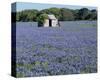 Bluebonnets Shed-Danny Burk-Stretched Canvas