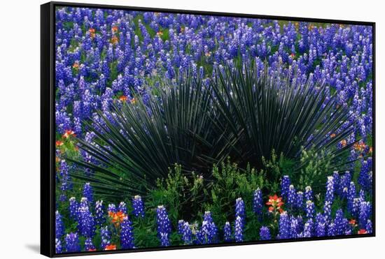 Bluebonnets Surrounding a Yucca Shrub-Darrell Gulin-Framed Stretched Canvas