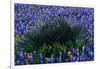 Bluebonnets Surrounding a Yucca Shrub-Darrell Gulin-Framed Photographic Print