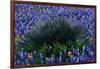 Bluebonnets Surrounding a Yucca Shrub-Darrell Gulin-Framed Photographic Print