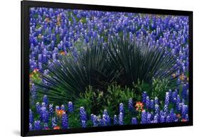 Bluebonnets Surrounding a Yucca Shrub-Darrell Gulin-Framed Photographic Print