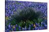 Bluebonnets Surrounding a Yucca Shrub-Darrell Gulin-Stretched Canvas