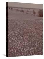 Bluebonnets, Texas-J^ R^ Eyerman-Stretched Canvas