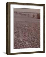 Bluebonnets, Texas-J^ R^ Eyerman-Framed Photographic Print