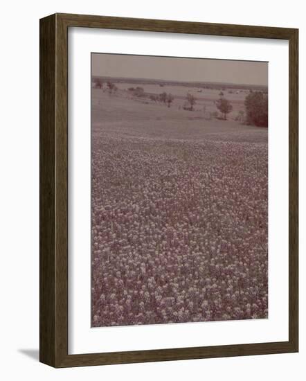 Bluebonnets, Texas-J^ R^ Eyerman-Framed Photographic Print