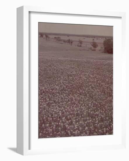 Bluebonnets, Texas-J^ R^ Eyerman-Framed Photographic Print