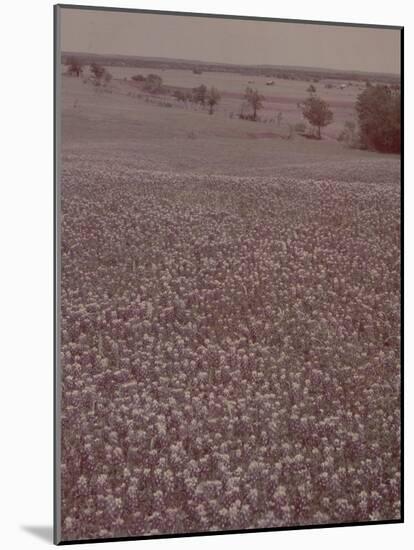 Bluebonnets, Texas-J^ R^ Eyerman-Mounted Photographic Print