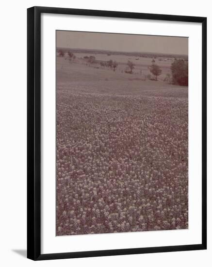 Bluebonnets, Texas-J^ R^ Eyerman-Framed Photographic Print