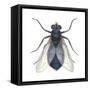 Bluebottle Fly (Calliphora Erythrocephala), Insects-Encyclopaedia Britannica-Framed Stretched Canvas