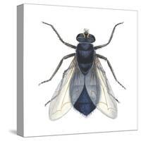 Bluebottle Fly (Calliphora Erythrocephala), Insects-Encyclopaedia Britannica-Stretched Canvas