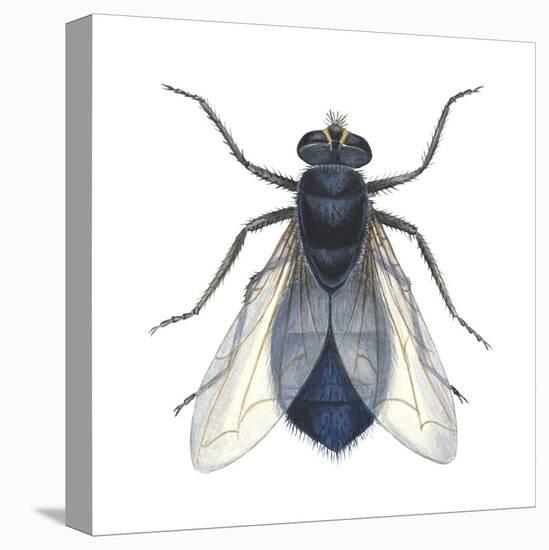 Bluebottle Fly (Calliphora Erythrocephala), Insects-Encyclopaedia Britannica-Stretched Canvas