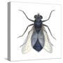 Bluebottle Fly (Calliphora Erythrocephala), Insects-Encyclopaedia Britannica-Stretched Canvas