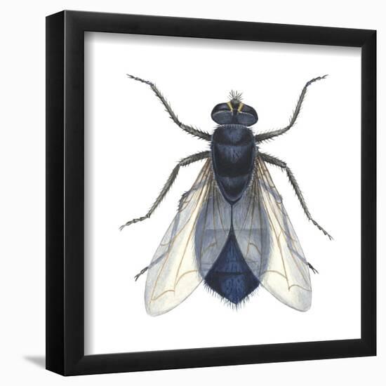 Bluebottle Fly (Calliphora Erythrocephala), Insects-Encyclopaedia Britannica-Framed Poster